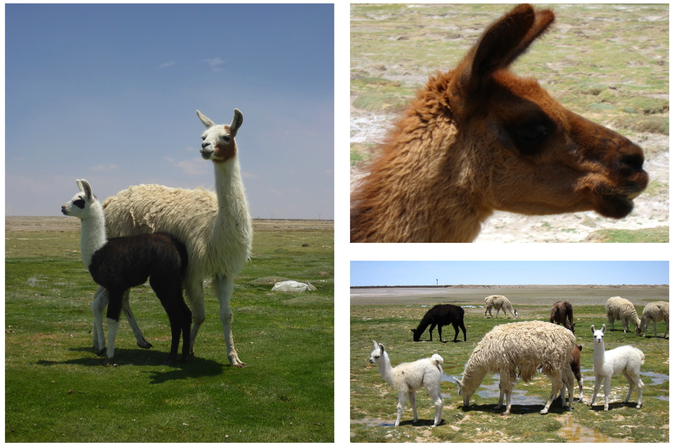 Uyuni - lama